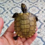 Burmese Black Mountain tortoise