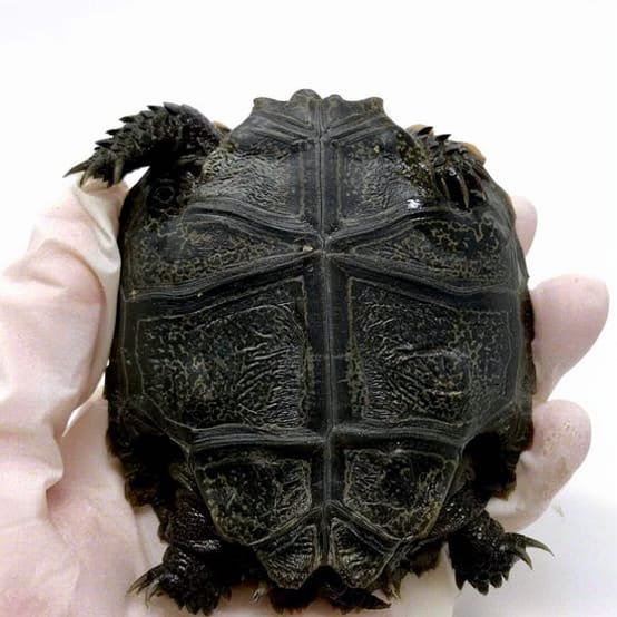 Burmese Black Mountain Tortoise