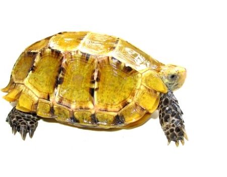 Impressed Tortoise