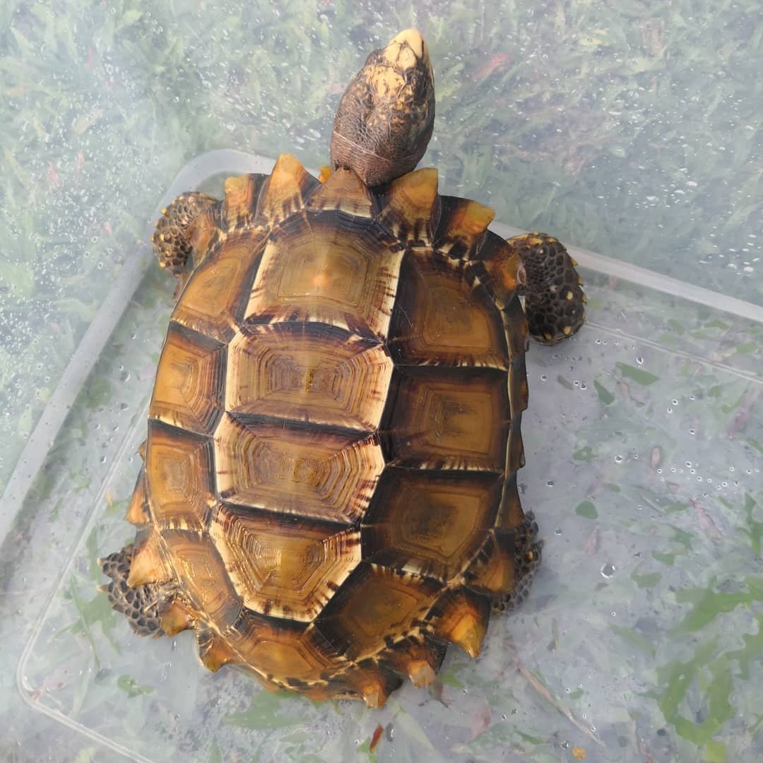 Impressed Tortoise for sale