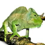 Four Horned Chameleon-Four-Horned-Chameleon.jpg