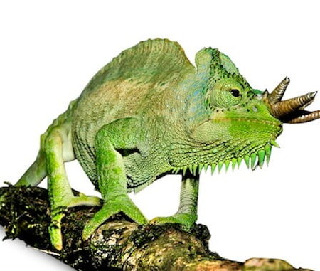 Four Horned Chameleon-Four-Horned-Chameleon.jpg