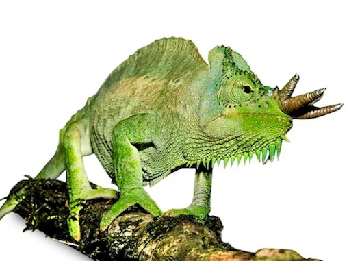 Four Horned Chameleon-Four-Horned-Chameleon.jpg