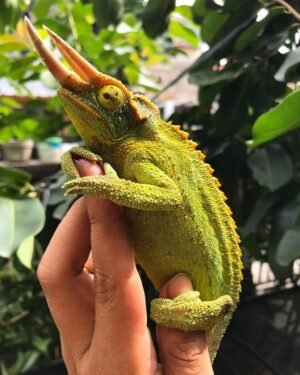 Four Horned Chameleon for sale