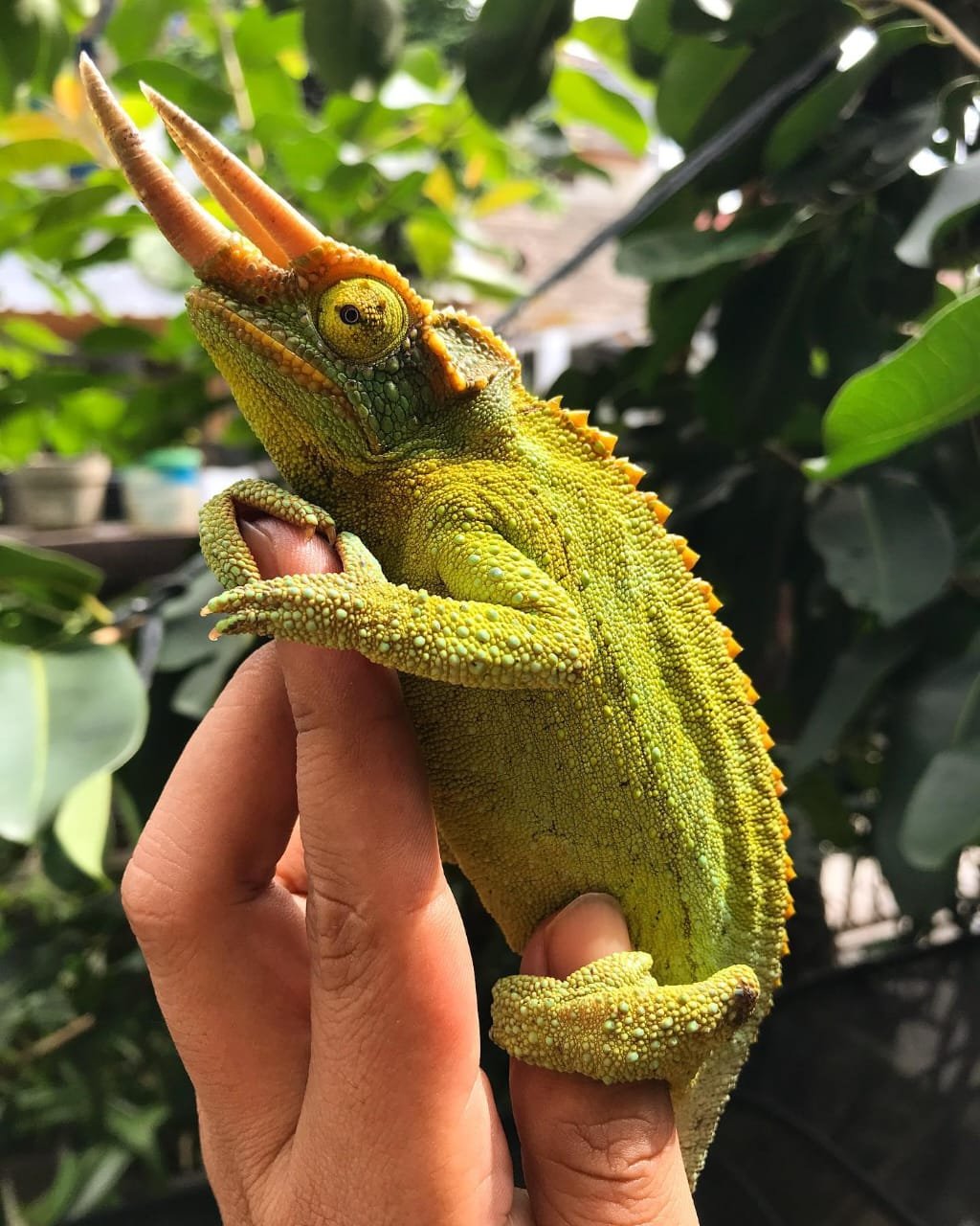 Four Horned Chameleon for sale