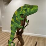 Meller’s Chameleon