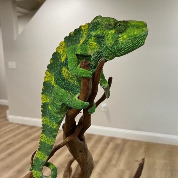 Meller’s Chameleon