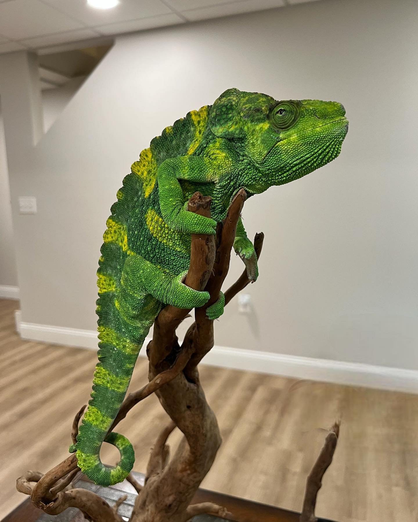 framschams_silkworms_da9965d5_1 Meller’s Chameleon - Image 1